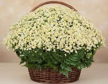 Цветочная композиция из Ромашки в корзине #REPLACE_PRED# Лохино